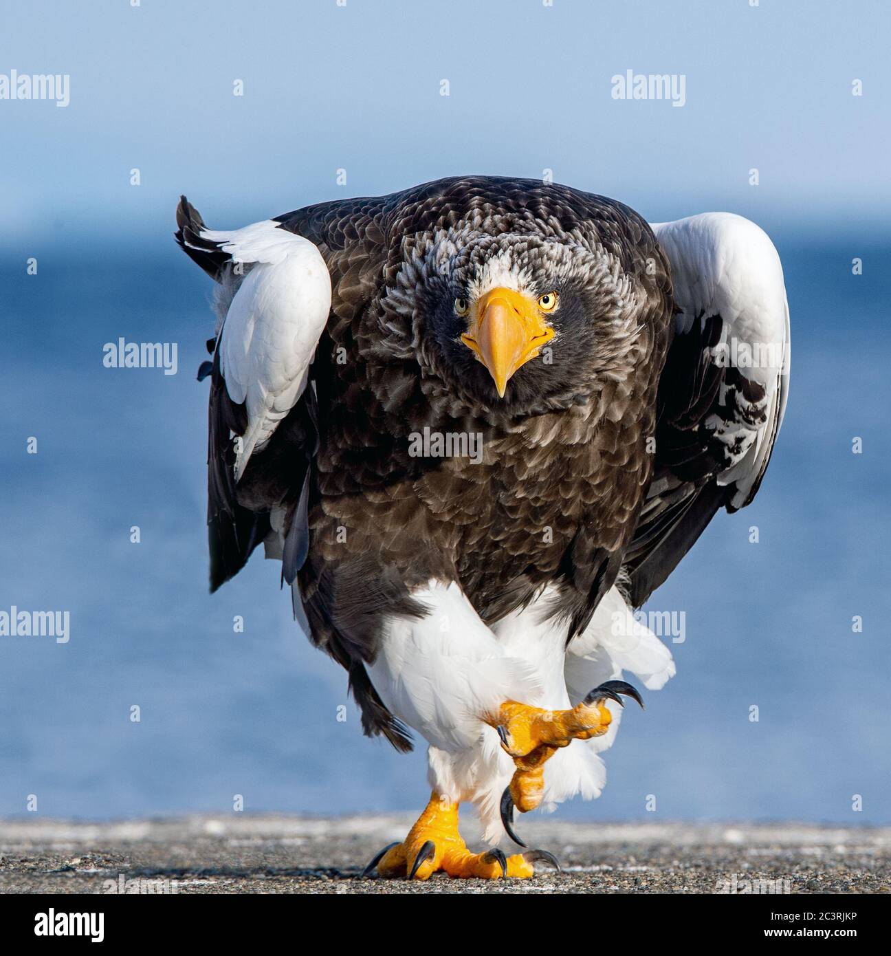 Erwachsene Steller`s Seeadler. Nahaufnahme, vorne, Porträt eines wanderenden Adlers. Wissenschaftlicher Name: Haliaeetus pelagicus. Blauer Meereshintergrund. Stockfoto